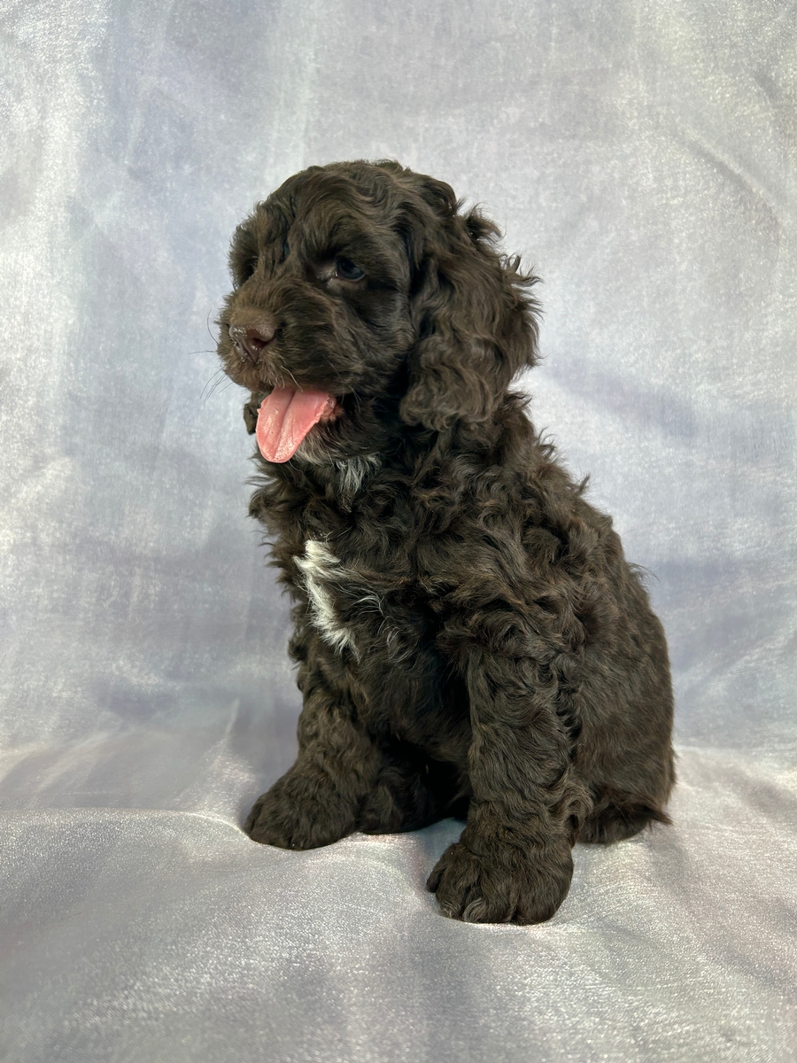 Male Chocolate Cockapoo Puppy for Sale DOB 2-3-2026 $950